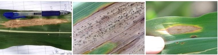 Corn Disease Update: Southern Rust Increasing; Diplodia New To Nebraska